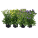 Limonium sinuatum Hipster™ (Benary) - Farmers Stop