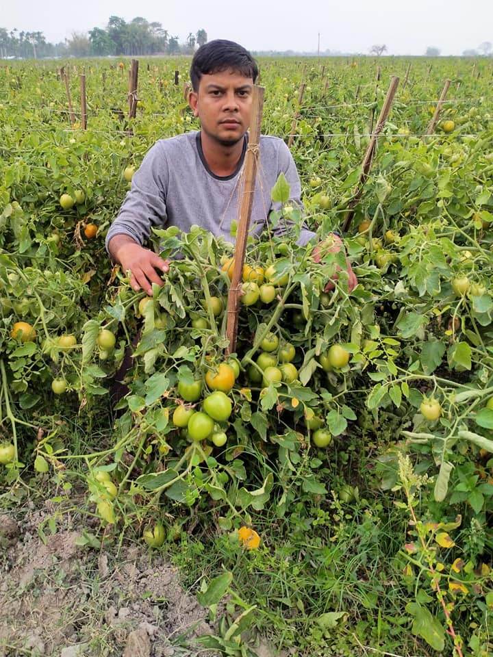 Vijay F1 Hybrid Tomato (United Genetics, USA) - Farmers Stop