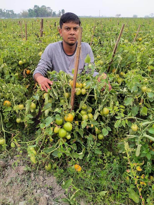 Vijay F1 Hybrid Tomato (United Genetics, USA) - Farmers Stop
