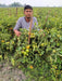 Vijay F1 Hybrid Tomato (United Genetics, USA) - Farmers Stop