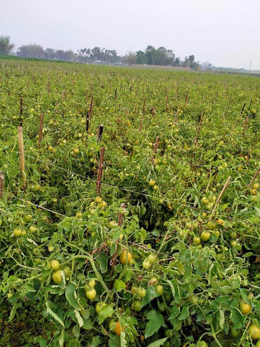 Vijay F1 Hybrid Tomato (United Genetics, USA) - Farmers Stop