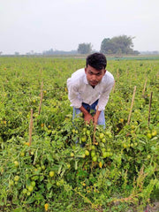 Vijay F1 Hybrid Tomato (United Genetics, USA) - Farmers Stop