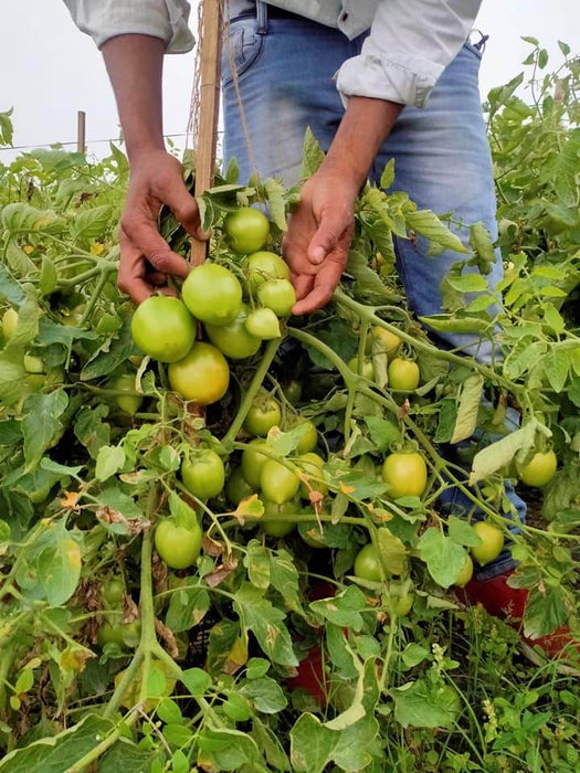 Vijay F1 Hybrid Tomato (United Genetics, USA) - Farmers Stop