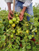 Vijay F1 Hybrid Tomato (United Genetics, USA) - Farmers Stop