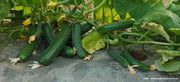 PEPINO Plus F1 HYBRID CUCUMBER Multi-Fruting (KONICO SEEDS) - Farmers Stop