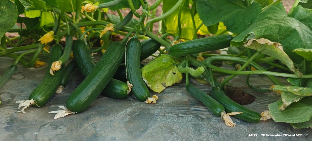 PEPINO Plus F1 HYBRID CUCUMBER Multi-Fruting (KONICO SEEDS) - Farmers Stop