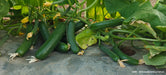 PEPINO Plus F1 HYBRID CUCUMBER Multi-Fruting (KONICO SEEDS) - Farmers Stop