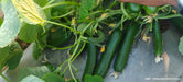 PEPINO Plus F1 HYBRID CUCUMBER Multi-Fruting (KONICO SEEDS) - Farmers Stop