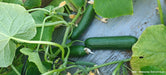 PEPINO Plus F1 HYBRID CUCUMBER Multi-Fruting (KONICO SEEDS) - Farmers Stop