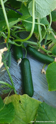 PEPINO Plus F1 HYBRID CUCUMBER Multi-Fruting (KONICO SEEDS) - Farmers Stop