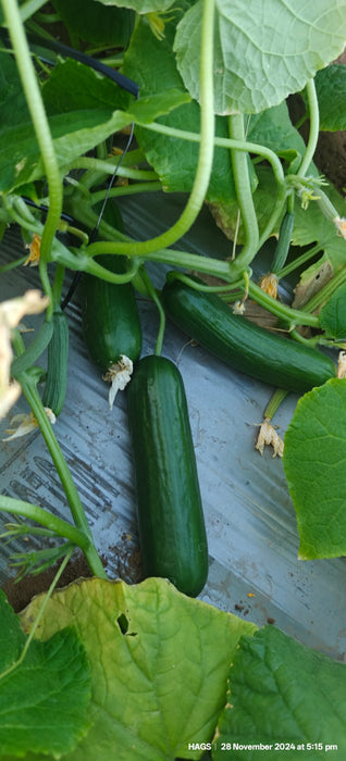 PEPINO Plus F1 HYBRID CUCUMBER Multi-Fruting (KONICO SEEDS) - Farmers Stop