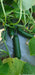 PEPINO Plus F1 HYBRID CUCUMBER Multi-Fruting (KONICO SEEDS) - Farmers Stop