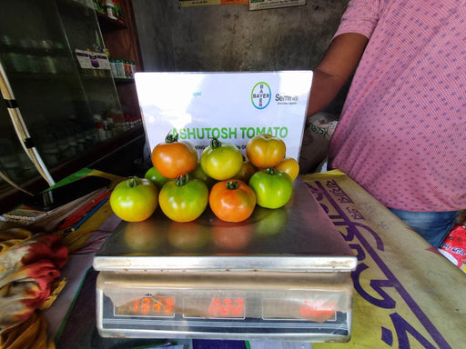 Ashutosh Heat Tolerant Summer F1 Hybrid Tomato Seeds (Seminis) - Farmers Stop