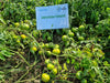 Ashutosh Heat Tolerant Summer F1 Hybrid Tomato Seeds (Seminis) - Farmers Stop