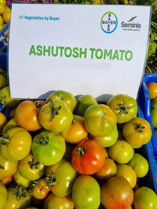 Ashutosh Heat Tolerant Summer F1 Hybrid Tomato Seeds (Seminis) - Farmers Stop