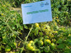 Ashutosh Heat Tolerant Summer F1 Hybrid Tomato Seeds (Seminis) - Farmers Stop