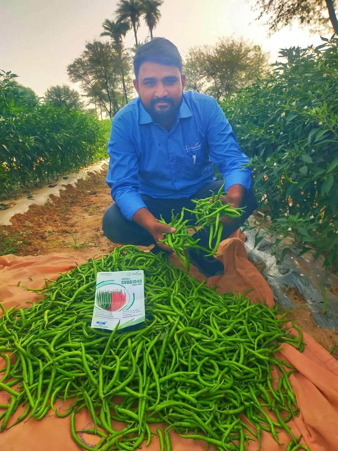 SVHA 1049 Hot pepper/हरी मिर्च (Seminis) - Farmers Stop