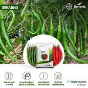 SVHA 1049 Hot pepper/हरी मिर्च (Seminis) - Farmers Stop