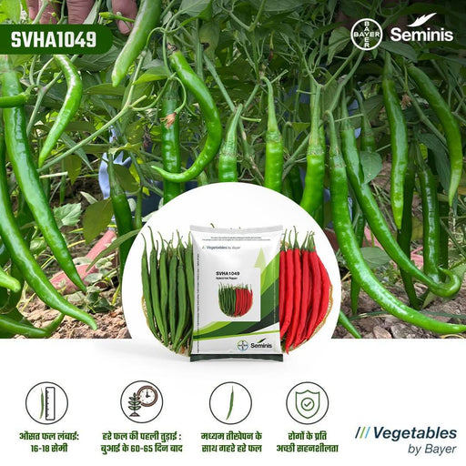 SVHA 1049 Hot pepper/हरी मिर्च  (Seminis) - Farmers Stop