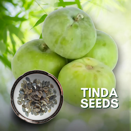Tinda Green Ball (Arizona AgriGenetics Seed) - Farmers Stop