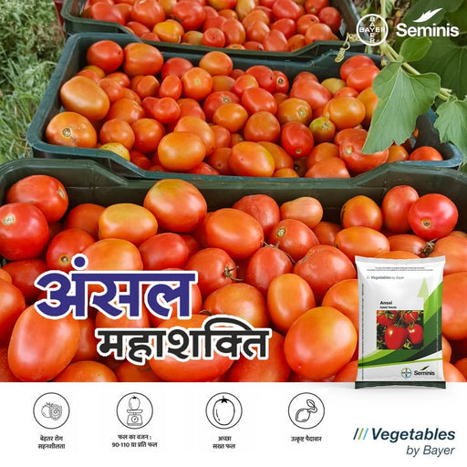 Ansal/अंसल F1 Hybrid Tomato Seeds (Seminis) - Farmers Stop
