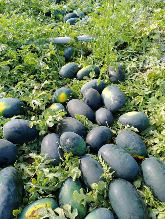 HUNTER/हंटर F1 Hybrid IceBox Watermelon (Konico Seeds) - Farmers Stop