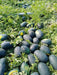 HUNTER/हंटर F1 Hybrid IceBox Watermelon (Konico Seeds) - Farmers Stop