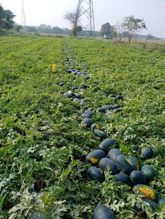 HUNTER/हंटर F1 Hybrid IceBox Watermelon (Konico Seeds) - Farmers Stop