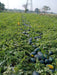 HUNTER/हंटर F1 Hybrid IceBox Watermelon (Konico Seeds) - Farmers Stop
