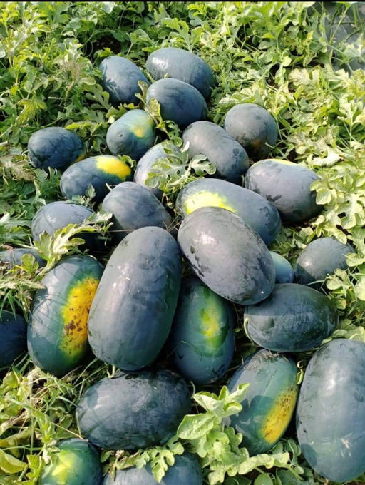 HUNTER/हंटर F1 Hybrid IceBox Watermelon (Konico Seeds) - Farmers Stop