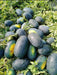 HUNTER/हंटर F1 Hybrid IceBox Watermelon (Konico Seeds) - Farmers Stop