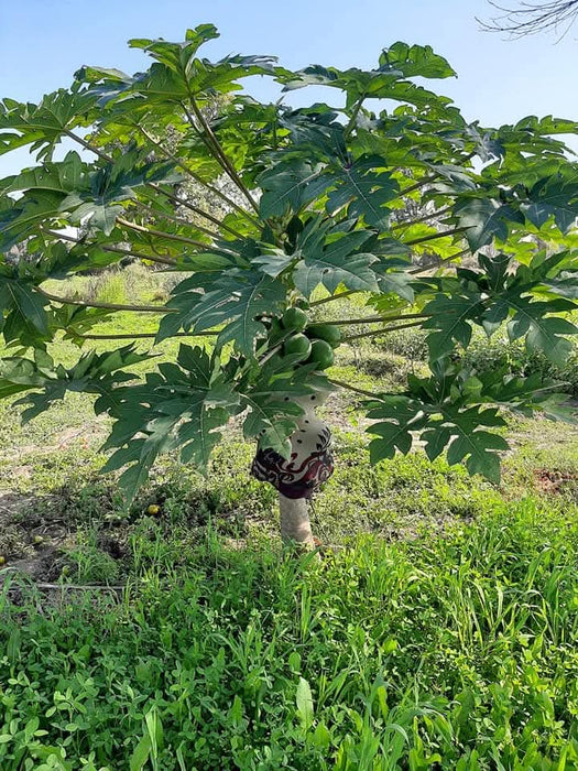 Lal Pari/लाल परी F1 Hybrid Papaya (United Genetics) - Farmers Stop