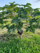 Lal Pari/लाल परी F1 Hybrid Papaya (United Genetics) - Farmers Stop