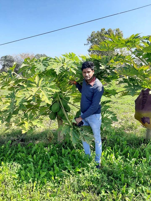 Lal Pari/लाल परी F1 Hybrid Papaya (United Genetics) - Farmers Stop