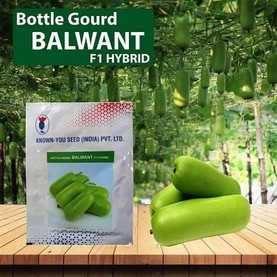 Balwant Hybrid F1 Short Type Bottlegourd (Known You Seeds) - Farmers Stop
