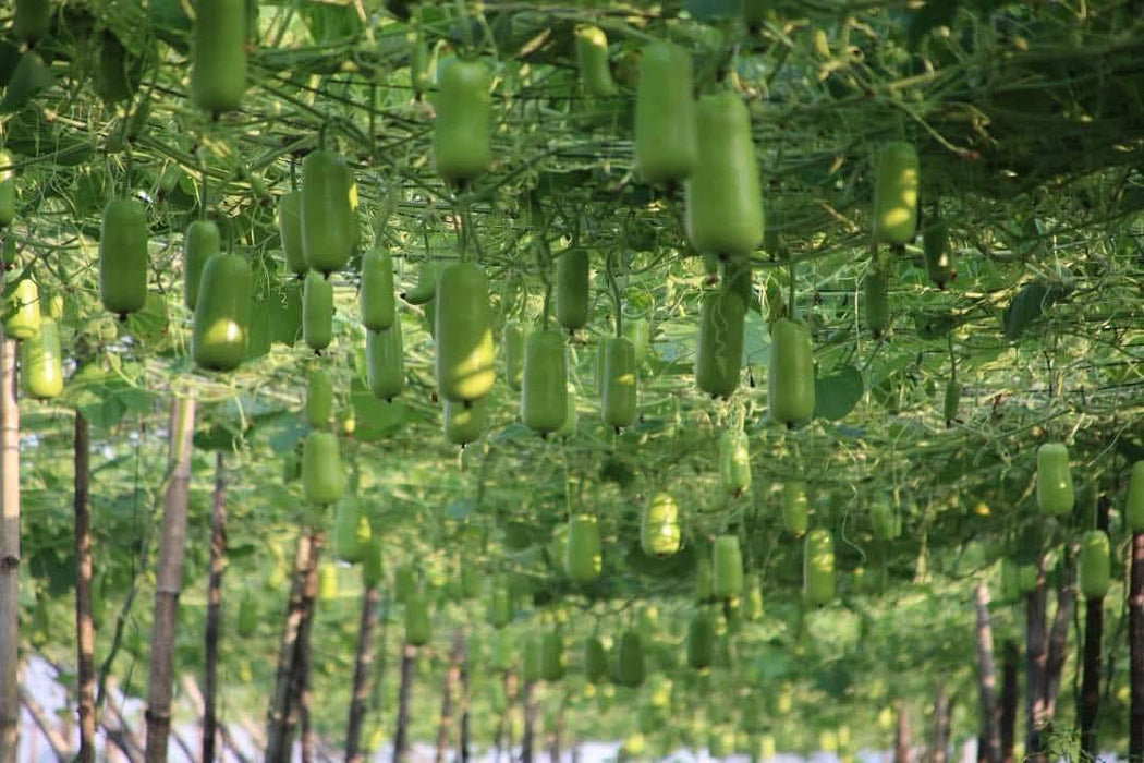 Balwant Hybrid F1 Short Type Bottlegourd (Known You Seeds) - Farmers Stop