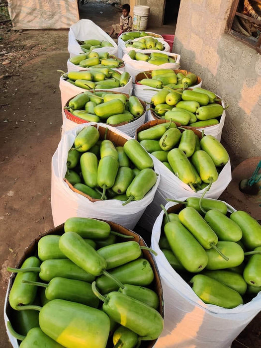 Balwant Hybrid F1 Short Type Bottlegourd (Known You Seeds) - Farmers Stop