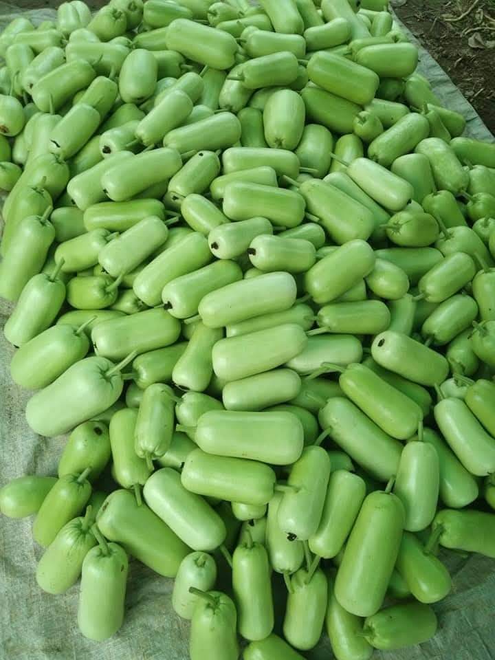 Balwant Hybrid F1 Short Type Bottlegourd (Known You Seeds) - Farmers Stop