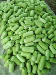 Balwant Hybrid F1 Short Type Bottlegourd (Known You Seeds) - Farmers Stop