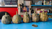 Pratik F1 Hybrid Winter Squash (Known You Seeds) - Farmers Stop