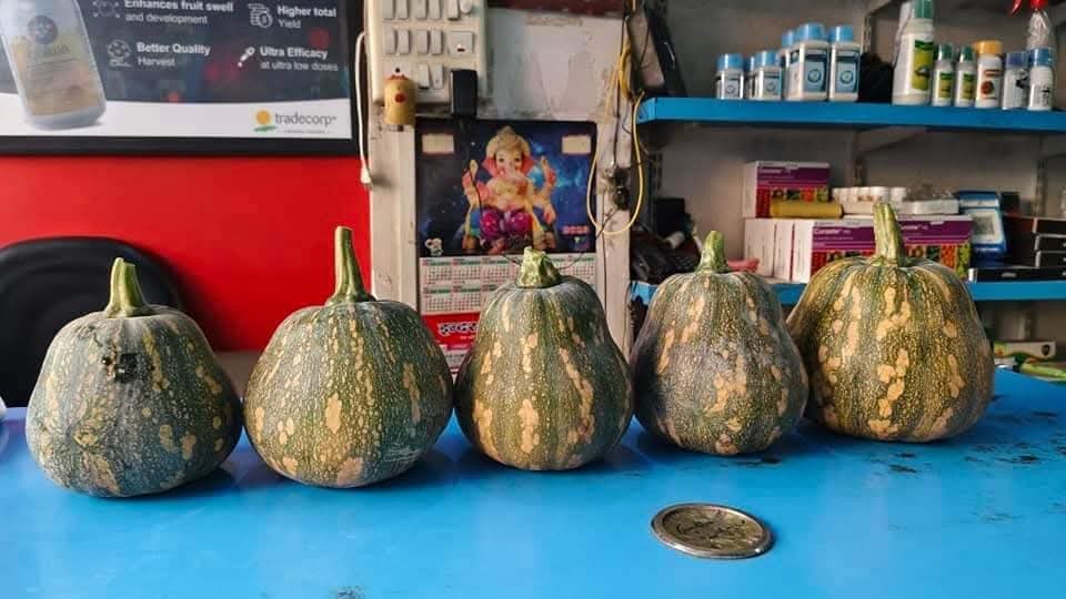 Pratik F1 Hybrid Winter Squash (Known You Seeds) - Farmers Stop