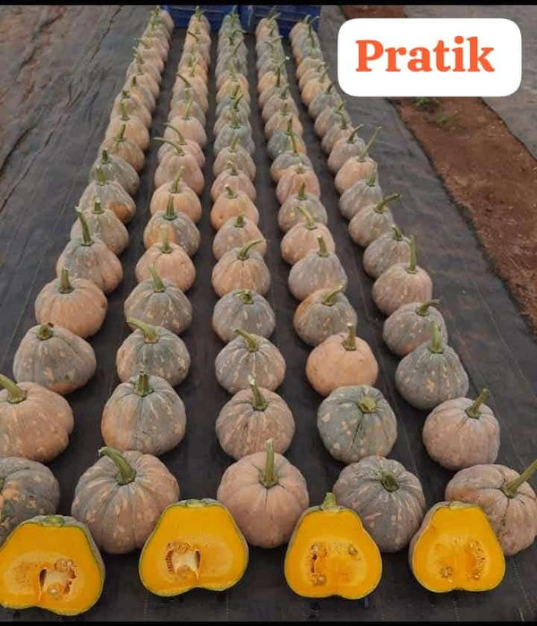 Pratik F1 Hybrid Winter Squash (Known You Seeds) - Farmers Stop