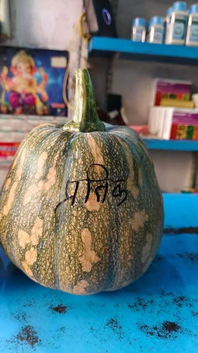 Pratik F1 Hybrid Winter Squash (Known You Seeds) - Farmers Stop