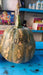 Pratik F1 Hybrid Winter Squash (Known You Seeds) - Farmers Stop