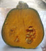 Pratik F1 Hybrid Winter Squash (Known You Seeds) - Farmers Stop