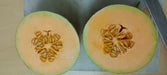 Sun Rise/सन राइज F1 Hybrid Muskmelon (Known You Seeds) - Farmers Stop