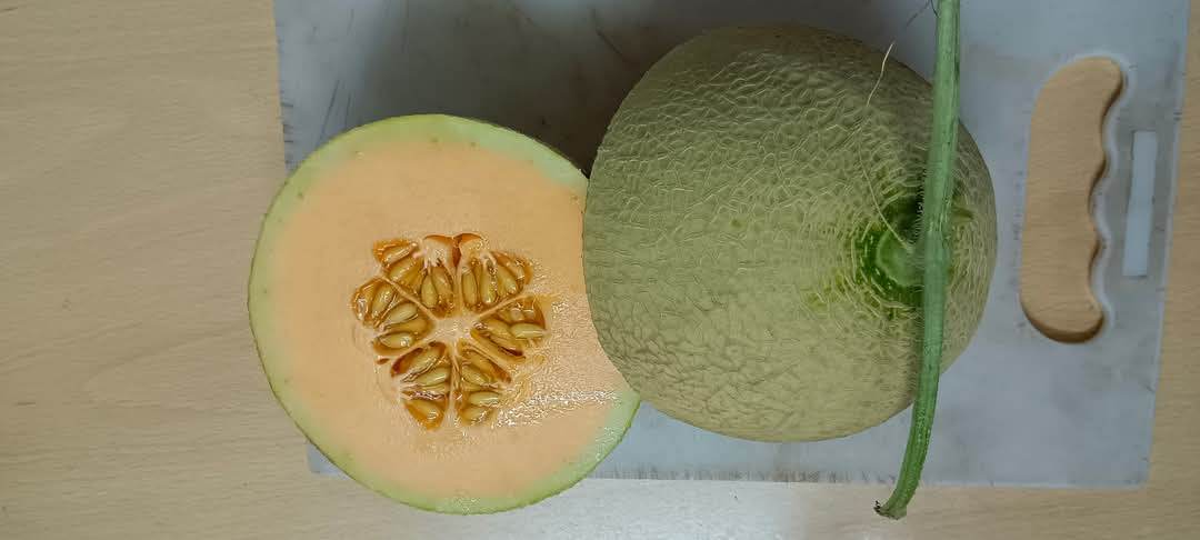 Sun Rise/सन राइज F1 Hybrid Muskmelon (Known You Seeds) - Farmers Stop