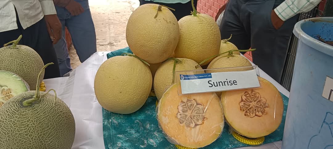 Sun Rise/सन राइज F1 Hybrid Muskmelon (Known You Seeds) - Farmers Stop