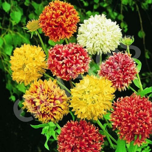 Gaillardia pulchella Double Mix (Garden Festival) - Farmers Stop