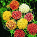 Gaillardia pulchella Double Mix (Garden Festival) - Farmers Stop